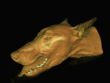 3D Mri Scan of a Wolf's Head Photographic Print