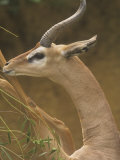 Close-Up of a Male Gerenuk Standing on its Hind Legs Feeding, Litocranius Walleri, East Africa Photographic Print by Adam Jones