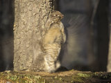 Ruffed Grouse Drumming During its Courtship Display (Bonasa Umbellus), North America Photographic Print by Tom Ulrich