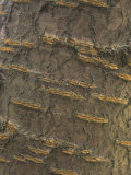Lenticels on the Bark of a Cherry Tree Fotografie-Druck von Walt Anderson