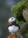 Horned Puffin (Fratercula Corniculata), St. George Island, Alaska, USA Photographic Print by Tom Walker