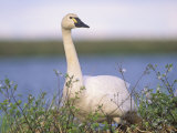 Tundra Swan (Cygnus Columbianus), Alaska, USA Photographic Print by Steve Maslowski