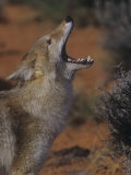 Coyote Howling, and Showing its Teeth, Canis Latrans, North America Photographic Print by Joe McDonald