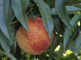 Red Haven Peach, Prunus Persica, Growing on Tree Photographic Print by Gerald & Buff Corsi