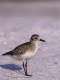 Black-Bellied Plover in Winter Plumage (Pluvialis Squatarola), Florida, USA Lámina fotográfica por Tom Walker Black-Bellied Plover in Winter Plumage (Pluvialis Squatarola), Florida, USA Lámina fotográfica por Tom Walker