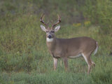 White-Tailed Deer Photographic Print by Jack Michanowski