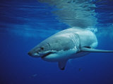 Great White Shark, Carcharodon Carcharias, Mexico, Pacific Ocean, Guadalupe Photographie par Reinhard Dirscherl