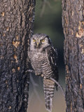 Northern Hawk Owl (Surnia Ulula), USA Photographic Print by Tom Ulrich