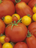 Variety of Tomato Types (Lycopersicon Esculentum) Photographic Print by Wally Eberhart