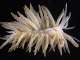 Nudibranch Fotografisk tryk af Solvin Zankl Nudibranch Fotografisk tryk af Solvin Zankl