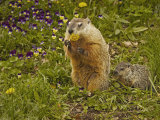 Woodchuck, Marmota Monax, or Groundhog Eating a Dandelion, Eastern North America Photographic Print by Jack Michanowski
