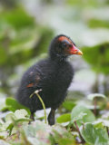 Common Moorhen Chick, Gallinula Chloropus, Southeastern USA Photographic Print by Arthur Morris