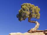 Utah Juniper (Juniperus Osteosperma), Southwestern North America Photographic Print by Fritz Polking
