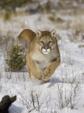 A Puma, Cougar or Mountain Lion, Running Through the Snow, Felis Concolor, North America Photographic Print by Joe McDonald