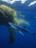 Blue Shark (Prionace Glauca) under a Mass of Drifting Kelp (Macrocystis), California, USA Photographie par Richard Herrmann
