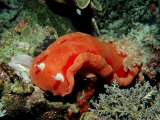 Spanish Dancer Nudibranch (Hexabranchus Sanguineus), Komodo National Park, Indian Ocean Fotografie-Druck von Reinhard Dirscherl