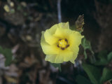 Galapagos or Darwin's Cotton Flower (Gossypium Darwinii), Galapagos Islands, South America Photographic Print by Rob & Ann Simpson