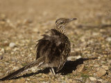 Roadrunner Sunbathing, Geococcyx Californianus, Western North America Photographie par Charles Melton