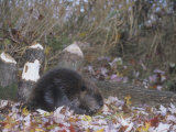 Beaver Next to Recently Felled Trees, Castor Canadensis, North America Photographie par Bill Banaszewski