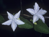 Pinelands Clustervine (Jacquemontia Curtissii), an Endangered Species, Convolvulaceae, Florida, USA Photographic Print by Rob & Ann Simpson