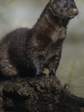 Mink, Mustela Vision, North America Photographic Print by Joe McDonald