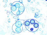 Water Mold, Saprolegnia, Showing a Sperm Tube Photographie par Ken Wagner