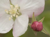 Apple Blossom and Bud Photographic Print Apple Blossom and Bud Photographic Print
