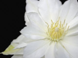 Clematis Flower Parts Photographic Print