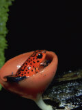 Poison Arrow Frog (Dendrobates Pumilio) Sitting in a Cup Fungus, Costa Rica Lámina fotográfica por Alex Kerstitch