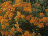 Butterfly Weed (Asclepias Tuberosa), North America Lámina fotográfica por Robert Domm