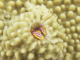 Tube-Dwelling or Coral Hermit Crab, Paguritta Harmsi, in Coral, Australia Photographic Print by David Fleetham