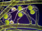 Vaucheria Yellow-Green Algae with Zygotes Photographic Print by Tom Adams