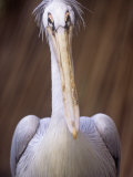 Pink-Backed Pelican, Pelecanus Rufescens, Uganda, Africa Photographic Print by Joe McDonald