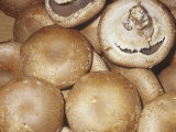 Commercial Mushroom Variety Portobello (Agaricus Bisporus), Edible Large Cremini Mushrooms Photographic Print by Ken Lucas