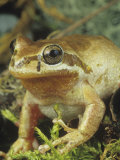 Male Pacific Tree Frog, Pseudacris, Hyla, Regilla, California, USA Lámina fotográfica por Gerold & Cynthia Merker