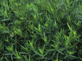 French Tarragon, Artemisia Dracunculus, a Spice and Flavoring Herb Photographic Print by David Cavagnaro
