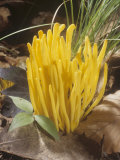 Yellow Coral Mushroom (Clavulinopsis Fusiformis), Basidiomycetes, North America Photographic Print by Ray Coleman