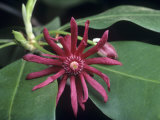 Star Anise (Illicium Floridanum) Torreya State Park Photographic Print by Rob & Ann Simpson
