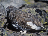 White-Tailed Ptarmigan, Lagopus Leucurus, in its Plumage Between Summer and Winter, North America Photographic Print by Charles Melton
