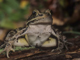 Pickerel Frog, Rana Palustris, North America Lámina fotográfica por Joe McDonald