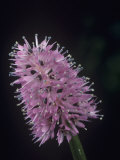 Swamp Pink Flowers (Helonias Bullata), a Threatened Species, Liliaceae, Eastern North America Photographic Print by Rob & Ann Simpson