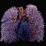 Resin Cast of Lungs, Heart, Blood Vessels, and Air Passages, Anterior View Photographie par Ralph Hutchings