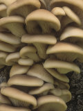 Chantarelle Mushrooms Growing on a Decaying Tree, Cantharellus, North America Photographic Print by Charles Melton