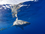 Galapagos Sharks (Carcharhinus Galapagensis), Marshall Islands, Pacific Ocean Photographie par Reinhard Dirscherl