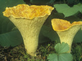 Scaly Vase Chanterelle, Gomphus Floccosus, North America Photographic Print by Jana Jirak