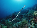 Banded Yellow-Lip Sea Snake (Laticauda Colubrina), Indonesia, Sulawesi, Indian Ocean Photographic Print by Reinhard Dirscherl