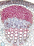 Sunflower, Helianthus, Stem Cross-Section Showing Nearly Mature Vascular Bundle Lámina fotográfica