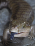 Northern Blue-Tongued Skink, Tiliqua Scincoides Intermedia, Australia Photographic Print by Jim Merli