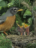 American Robin at its Nest with Two Baby Birds, Turdus Migratorius, . North America Photographie par John & Barbara Gerlach