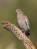 White-Winged Dove Photographic Print by Jack Michanowski